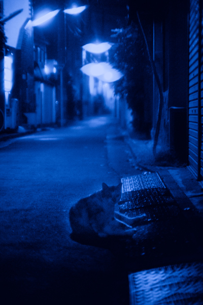 夜の猫