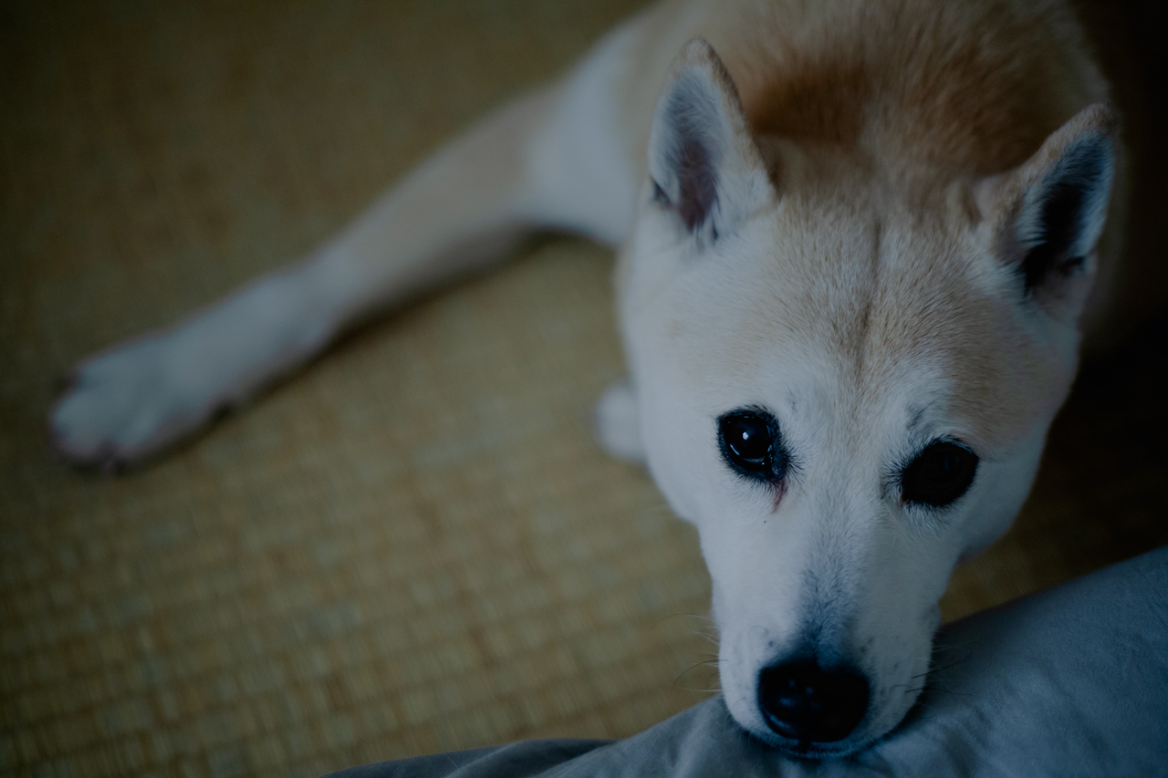 2023年5月のふうちゃん1