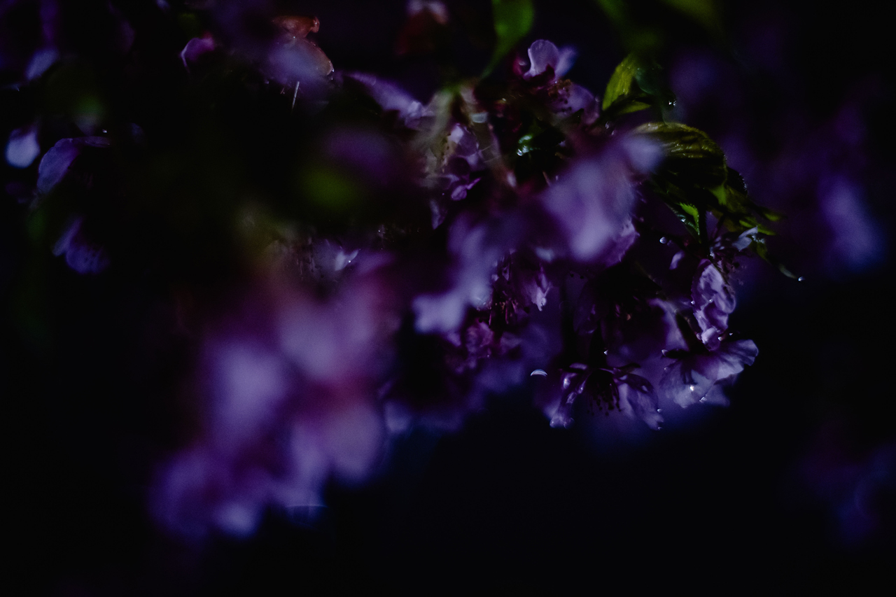 花が急かすから